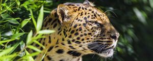 Preview wallpaper leopard, animal, predator, wildlife