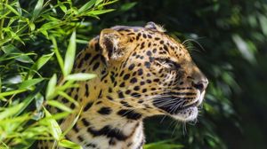 Preview wallpaper leopard, animal, predator, wildlife