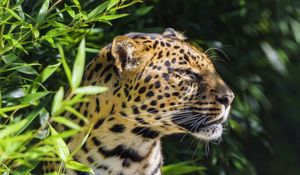 Preview wallpaper leopard, animal, predator, wildlife