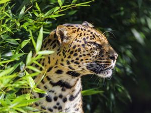 Preview wallpaper leopard, animal, predator, wildlife