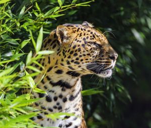 Preview wallpaper leopard, animal, predator, wildlife