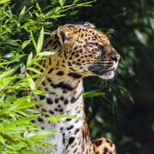 Preview wallpaper leopard, animal, predator, wildlife