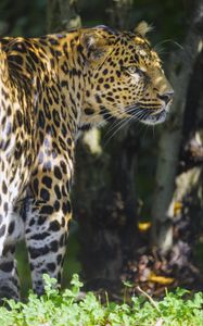 Preview wallpaper leopard, animal, predator