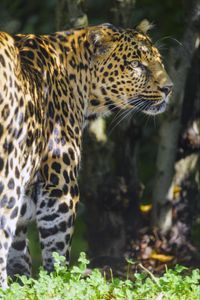 Preview wallpaper leopard, animal, predator