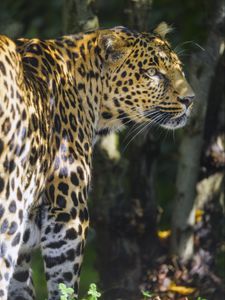 Preview wallpaper leopard, animal, predator