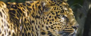 Preview wallpaper leopard, animal, predator