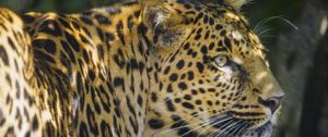 Preview wallpaper leopard, animal, predator