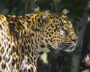 Preview wallpaper leopard, animal, predator