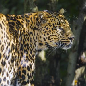 Preview wallpaper leopard, animal, predator