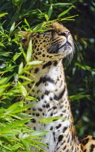 Preview wallpaper leopard, animal, predator, branches