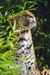 Preview wallpaper leopard, animal, predator, branches