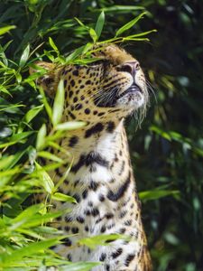 Preview wallpaper leopard, animal, predator, branches