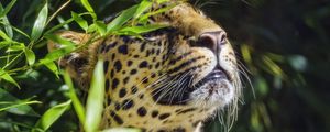 Preview wallpaper leopard, animal, predator, branches