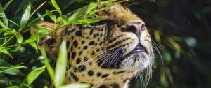 Preview wallpaper leopard, animal, predator, branches
