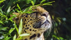 Preview wallpaper leopard, animal, predator, branches