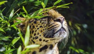 Preview wallpaper leopard, animal, predator, branches