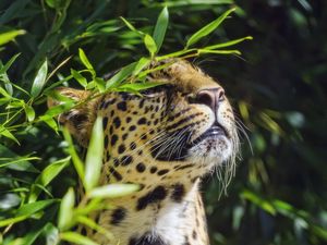 Preview wallpaper leopard, animal, predator, branches