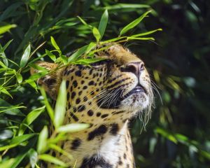 Preview wallpaper leopard, animal, predator, branches