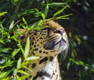 Preview wallpaper leopard, animal, predator, branches