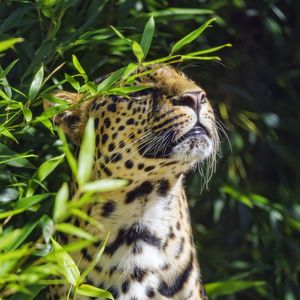 Preview wallpaper leopard, animal, predator, branches
