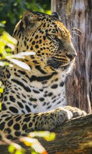 Preview wallpaper leopard, animal, predator, big cat, spots