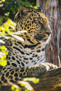Preview wallpaper leopard, animal, predator, big cat, spots