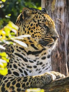 Preview wallpaper leopard, animal, predator, big cat, spots