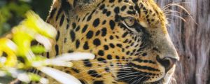 Preview wallpaper leopard, animal, predator, big cat, spots