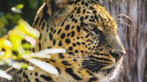Preview wallpaper leopard, animal, predator, big cat, spots