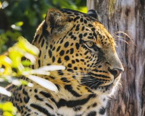 Preview wallpaper leopard, animal, predator, big cat, spots