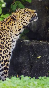 Preview wallpaper leopard, animal, predator, glance, wildlife