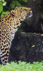 Preview wallpaper leopard, animal, predator, glance, wildlife