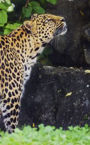 Preview wallpaper leopard, animal, predator, glance, wildlife