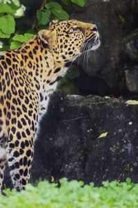 Preview wallpaper leopard, animal, predator, glance, wildlife