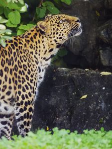 Preview wallpaper leopard, animal, predator, glance, wildlife