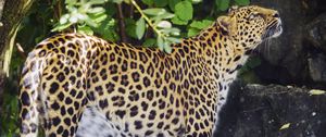 Preview wallpaper leopard, animal, predator, glance, wildlife