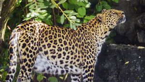 Preview wallpaper leopard, animal, predator, glance, wildlife