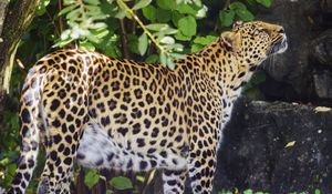 Preview wallpaper leopard, animal, predator, glance, wildlife