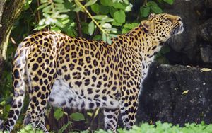 Preview wallpaper leopard, animal, predator, glance, wildlife