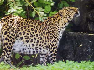 Preview wallpaper leopard, animal, predator, glance, wildlife