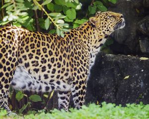 Preview wallpaper leopard, animal, predator, glance, wildlife