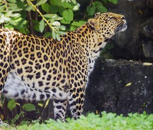 Preview wallpaper leopard, animal, predator, glance, wildlife