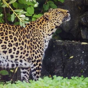 Preview wallpaper leopard, animal, predator, glance, wildlife