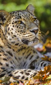 Preview wallpaper leopard, animal, predator, glance, fallen leaves