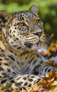 Preview wallpaper leopard, animal, predator, glance, fallen leaves