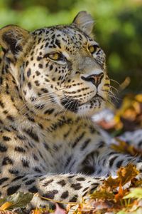 Preview wallpaper leopard, animal, predator, glance, fallen leaves