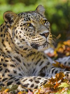 Preview wallpaper leopard, animal, predator, glance, fallen leaves