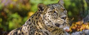 Preview wallpaper leopard, animal, predator, glance, fallen leaves