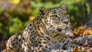Preview wallpaper leopard, animal, predator, glance, fallen leaves