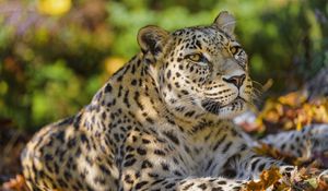 Preview wallpaper leopard, animal, predator, glance, fallen leaves
